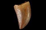 Serrated, Baby Carcharodontosaurus Tooth - Morocco #159303-1